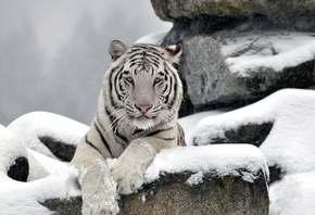 хищник, Тигр, waite tiger, морда, камни, снег, белый