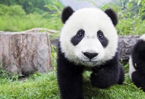 animals, panda, baby, , , 