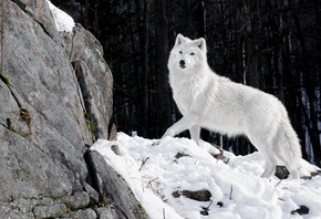 лес, снег, белый, камни, Волк, хищник, зима, волчица