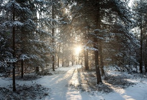 , United states, winter, wisconsin, northern woods, phillips, sunrise