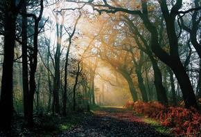 лес, дорога, Природа, утро, после дождя, свет, осень