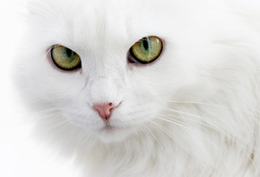 ангорский кот, Белый кот, пушистый