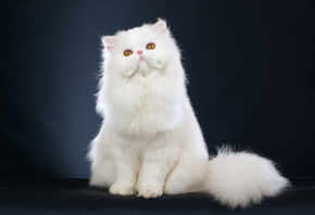  , Beautiful, persian cat, white, , , kitten