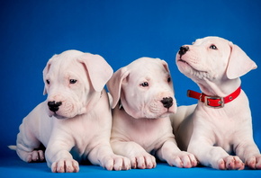 ������, �����, ���