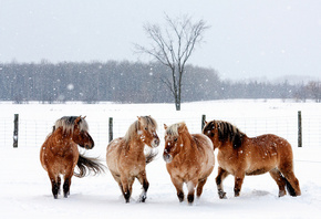 лошади, кони, животные, ограда, природа, снег, зима, снежинки