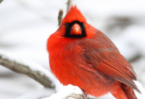 , , , , Northern, cardinal, 
