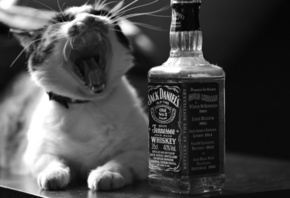 , , -, jack daniels, , 