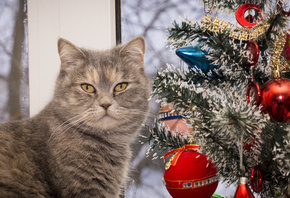 �����, ����, ����� ���, ��������