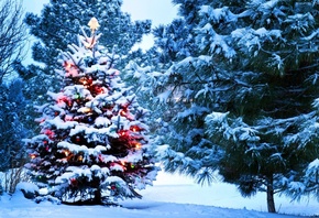 Christmas, snow, holidays, New Year, Santa, tree, lights, nature
