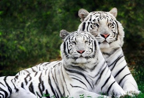 белые тигры, трава, лес, природа