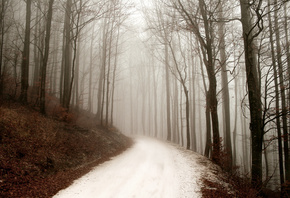 , winter, , , ,  , forest, path