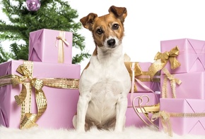 собака, Джек Рассел Терьер, Новый год, коробки, подарки