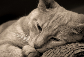 ����� �����, ���, �����, �����, Cat