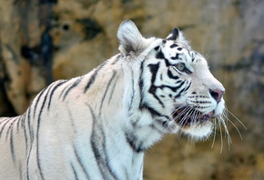 white tiger, �����, ������, ����, �����