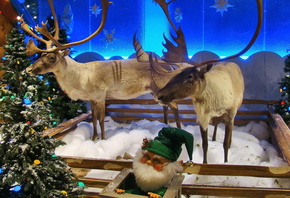 �����, ��������, ����� ���