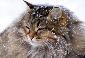 ���, ����, ����� ���