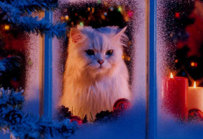 ���, ����, ��������