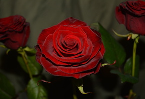 �����, ����