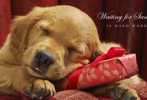 ������, �������, ��������