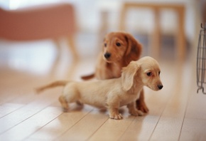 ������, dogs, �����