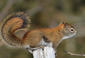 �����, animal, ������