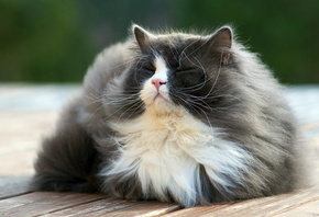 �����, ����, ���