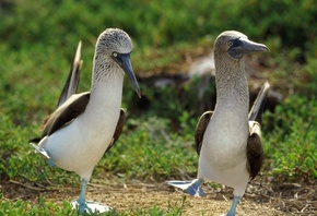 �����, �����������, ������� ������, ������