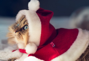 ���, ������, ����� ���