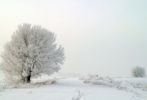 туман, деревья, Зима, снег