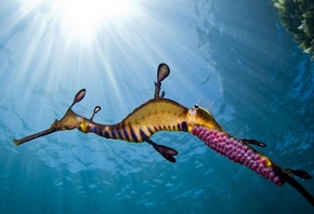 ����, ����, �����, ������