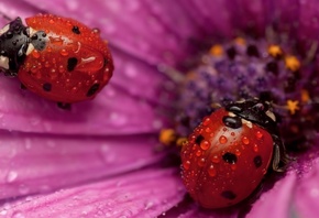 ����� �������, ������, �����, ��������