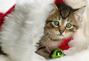 ������, ����� ���