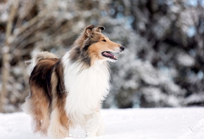 dog, park lake, rough collie, snow
