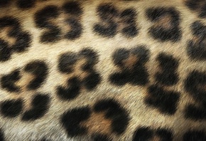 �������, �����, ��������