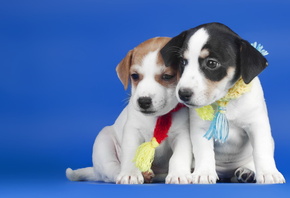 ������, �����, ������