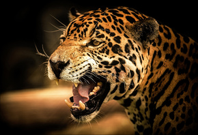 roar, view, wild, , , , Jaguar, cat, , , predator