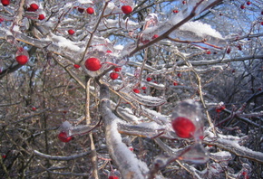 ������ �����, ���