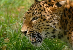 �������, ����, ����� �����, �����, ������, �����, rosswillett