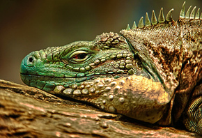 ������, hdr, �������