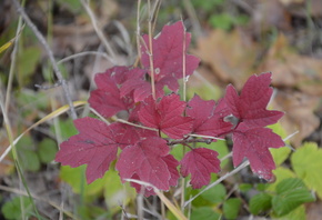 �������, ������ �����