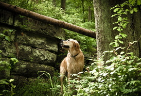 ���, �������, ������