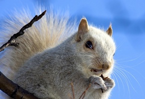 ���, �����