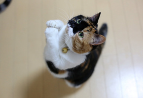 ����, � ��������