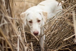 ����, ���, ������