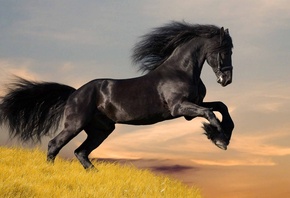 лошадь, конь, черный, природа, небо