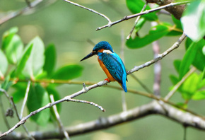 ���� �����, ������, ���������, �����, ������.