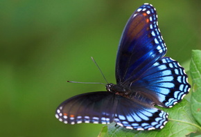 �������, ����, �������, �����, �������, ������, ������