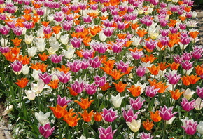 �����, ��������, �������