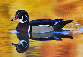 ����, ������, �����, �����