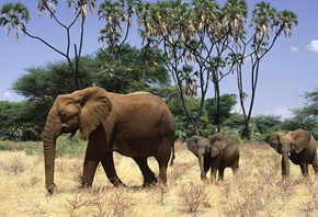 Обои животные, слоны, слонята, африка.